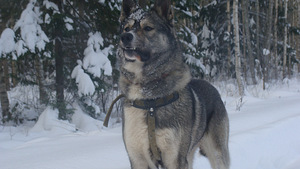 Lääne-Siberi laika, poiss (4 foto / 4)