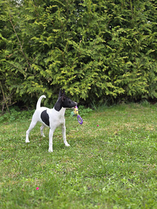 Toy Fox Terjer (3 foto / 5)