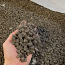 Продажа отопительных пеллетов тонна из лузги подсолнечника (фото #2)