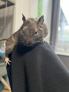 Degu (deegu/ Tšiili oravad) (6 foto / 8)