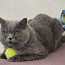 Британский короткошерстный кот, самец (фото #1)