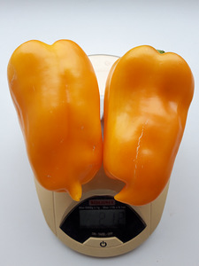 Paprika seemned 7 tk - APRIKOOSI LEMMIK (4 foto / 4)
