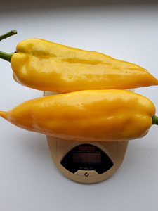Paprika seemned 7 tk - CORNO DI TORRO (3 foto / 3)