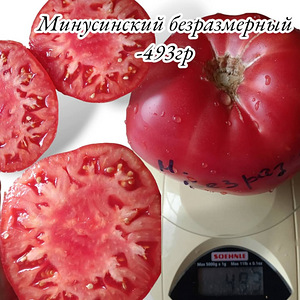 MINUSINSKI tomatiseemned (5 foto / 10)