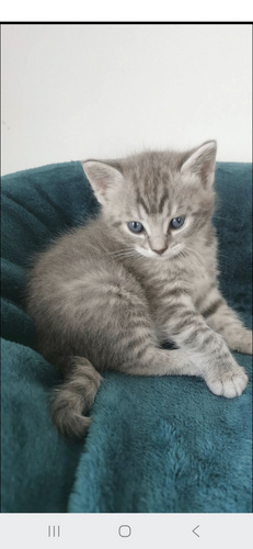 Котята
