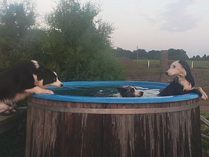 Tõutunnistuseta border-collie kutsikad. (7 foto / 10)