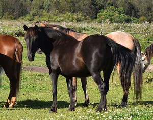 Uut kodu otsib Eesti tõugu mära (1 foto / 4)