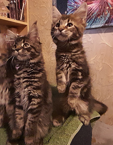 Maine Coon