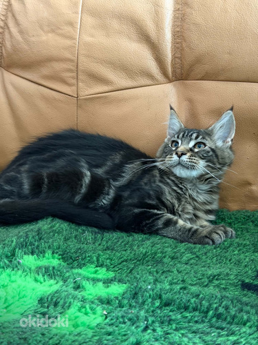 Maine Coon