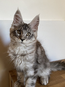 Котята Мейн Кун (3 фото из 7)