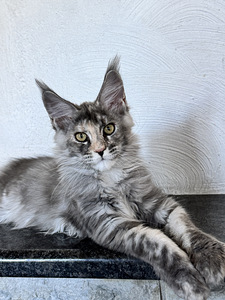 Maine-coon kassipojad (2 foto / 4)