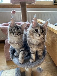 Maine Coon (1 foto / 6)