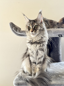 Maine Coon