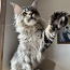Maine coon (foto #5)