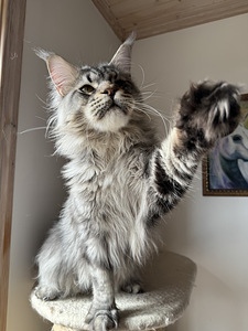 Maine coon (7 foto / 8)