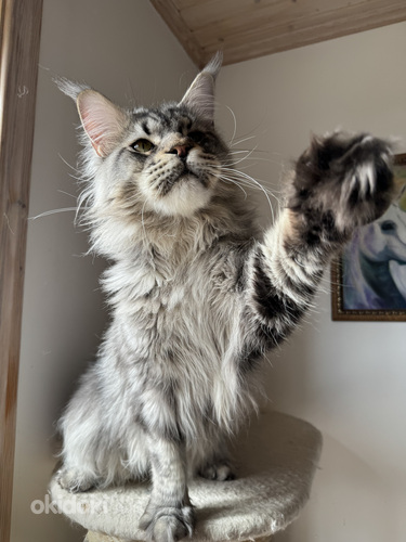 Maine coon (foto #5)