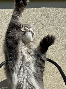 Maine coon (6 foto / 8)