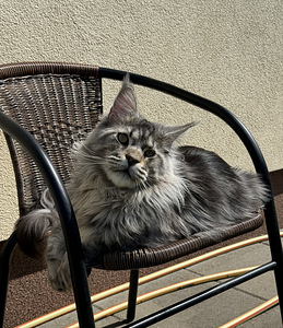 Maine coon (5 foto / 8)