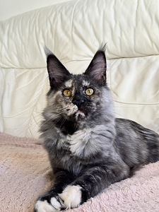 Maine coon emane (3 foto / 5)