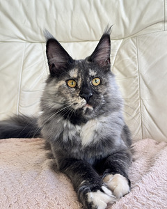 Maine coon emane (1 foto / 5)