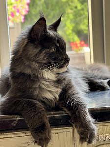 Maine coon (2 foto / 3)
