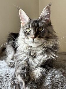 Maine-coon kassipoeg tõutunnistega