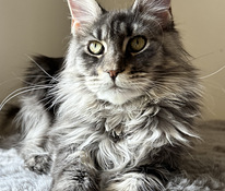 Maine-coon kassipoeg tõutunnistega