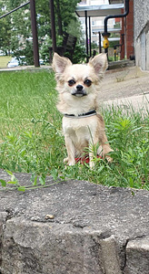 Chihuahua poiss