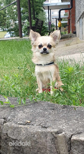 Chihuahua poiss (foto #1)