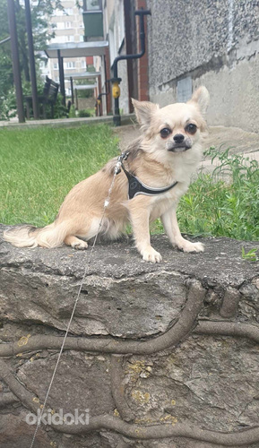 Chihuahua poiss (foto #3)