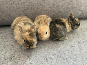 Kääbusküüliku pojad (1 foto / 7)