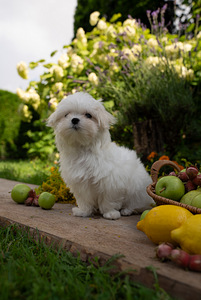 Maltese girl (1 foto / 3)