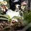 Biewer Yorkshire terrier (foto #3)