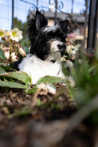 Biewer Yorkshire terrier (3 foto / 4)