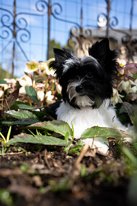 Biewer Yorkshire terrier (4 foto / 4)
