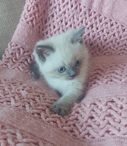 Briti kassipojad viimane kiisu! (3 foto / 5)
