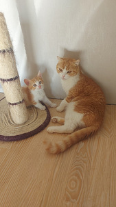 Шотландский котёнок (3 foto / 5)