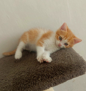 Шотландский котёнок (5 foto / 5)
