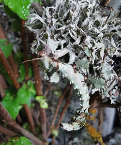 Extatosoma tiaratum sambliku värvi (1 foto / 2)