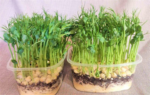 Microgreens.brokkoli, roheline hernes,sinep (1 foto / 2)