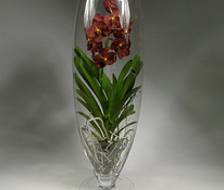 Vaas orhidee- või dekoratiivseks paigaldamiseks