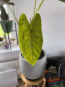 Продать Alocasia Wentii (2 фото из 2)