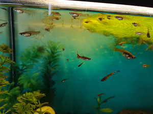 Müüa Guppy kalad