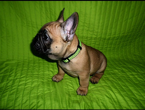 Franču buldoga kucēni (4 foto no 4)