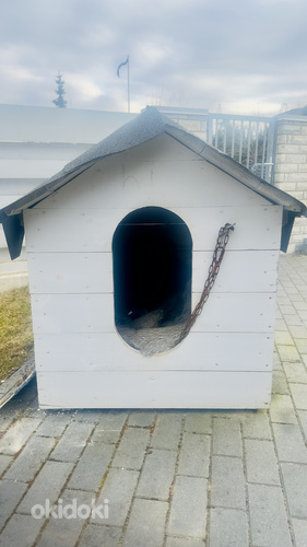 Koerakuut