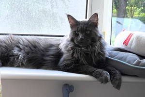 Maine Coon (7 foto / 10)