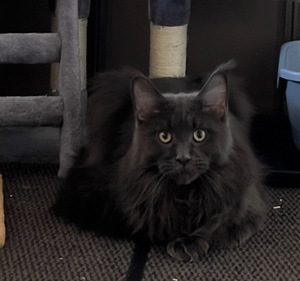 Maine Coon (2 foto / 6)