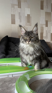 Maine Coon (6 foto / 6)