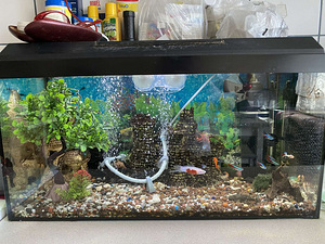 Продам аквариум 60 х 40-60 л. вместе с его обитателями (1 фото из 1)