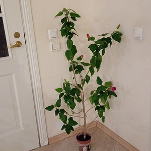 Müüa roosad hibiskused (2 foto / 6)